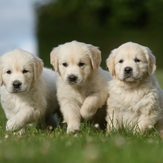 Tester auf vier Beinen? Hunde sollen Covid-19-Infizierte erschnüffeln Tester auf vier Beinen? Hunde sollen Covid-19-Infizierte erschnüffeln (Foto)
