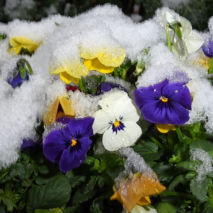 Erst schwitzen, dann bibbern! Schnee bis ins Flachland möglich Erst schwitzen, dann bibbern! Schnee bis ins Flachland möglich (Foto)