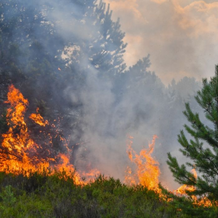 25 Hektar Wald gefährdet! Feuer wütet in Brandenburg 25 Hektar Wald gefährdet! Feuer wütet in Brandenburg (Foto)