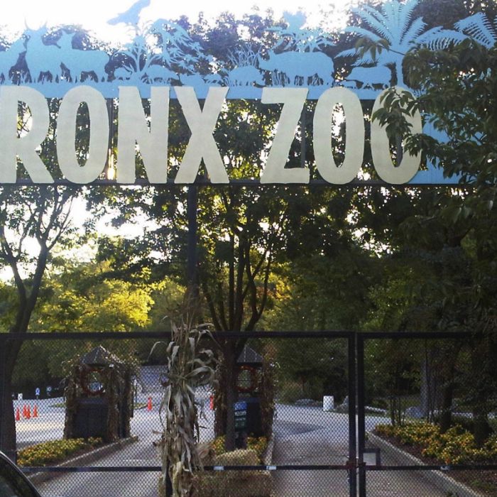 Test positiv! Tiger im New Yorker Zoo hat Covid-19 Test positiv! Tiger im New Yorker Zoo hat Covid-19 (Foto)