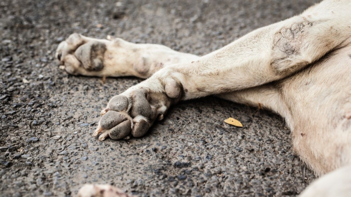 In den USA wurde ein Hund Opfer eines brutalen Tierquälers. (Foto)
