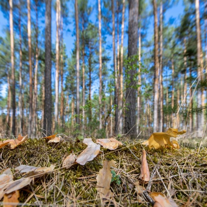 Dürre-Horror! Sommerwetter lässt Waldbrandgefahr steigen Dürre-Horror! Sommerwetter lässt Waldbrandgefahr steigen (Foto)