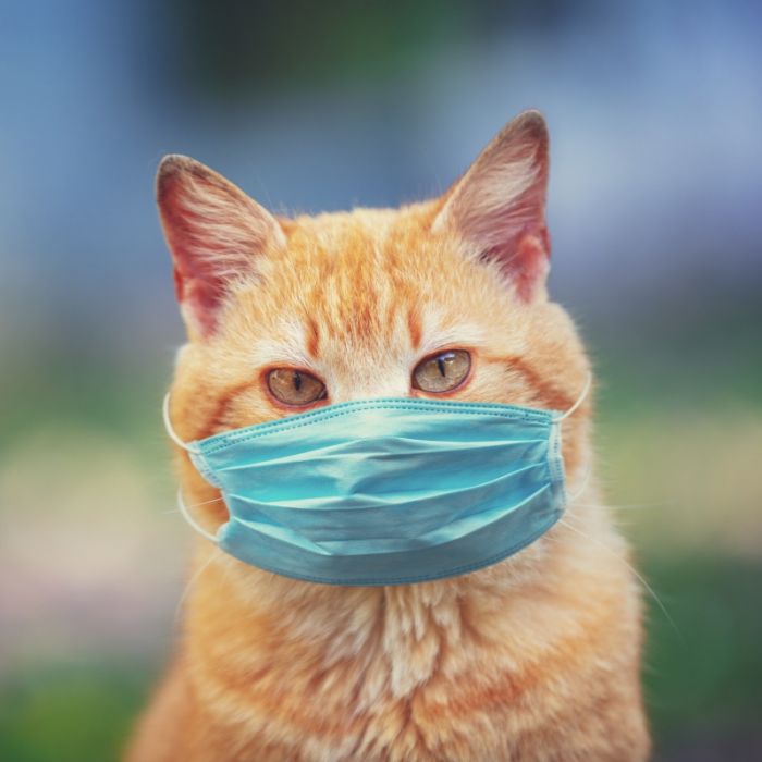 Angst vor Covid-19-Ansteckung! Virus in Katzen nachgewiesen Angst vor Covid-19-Ansteckung! Virus in Katzen nachgewiesen (Foto)