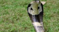 Mit diesem Reptil ist nicht zu spaßen: Der Biss einer Kobra ist in den meisten Fällen ein Todesurteil.