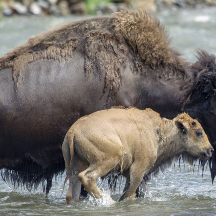 Wiederholung von "Wildes Wasser" online und im TV Wiederholung von "Wildes Wasser" online und im TV (Foto)