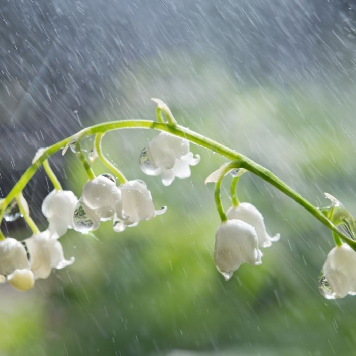 Regen, Nachtfrost und Co.! Fällt der Wonnemonat ins Wasser? Regen, Nachtfrost und Co.! Fällt der Wonnemonat ins Wasser? (Foto)