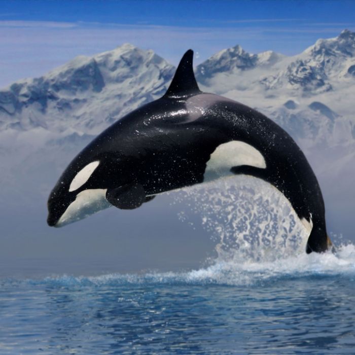 Blutiger Tod! Orca-Wale zerfleischten ihre Trainer