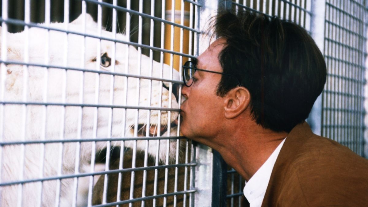 Roy Horns Liebe zu den Wildkatzen war auch nach dem Tiger-Unfall ungebrochen. (Foto)