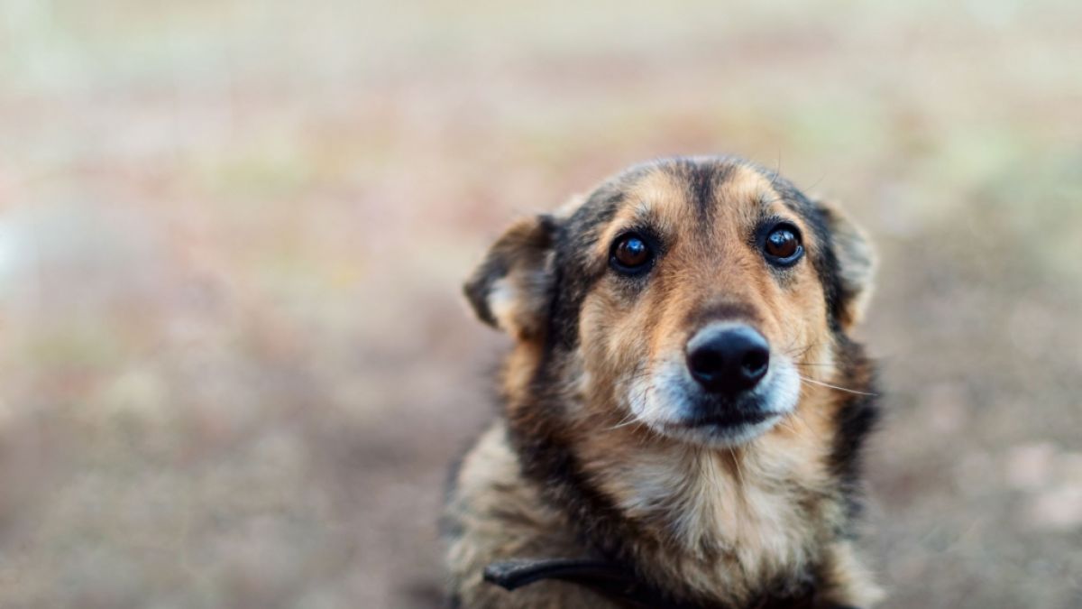 Nachdem er beim Umzug zurückgelassen worden war, hat der Hund Cupid in Harrisburg mehrere Wochen auf die Rückkehr seiner Familie gewartet. (Foto)