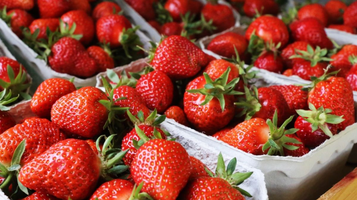 Diese Erdbeeren sehen zum Anbeißen aus! (Foto)