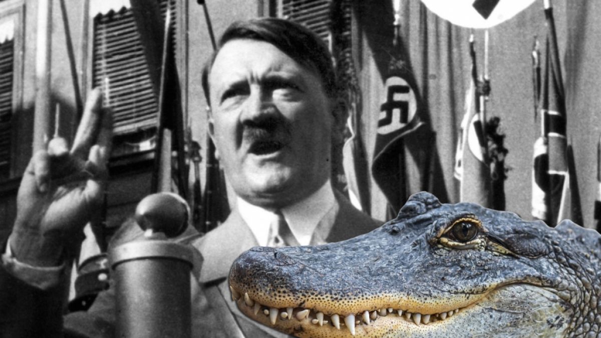 Alligator Saturn, der angeblich Adolf Hitler gehört haben soll, ist gestorben. (Foto)