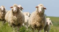 Droht in diesem Jahr die Schafskälte?