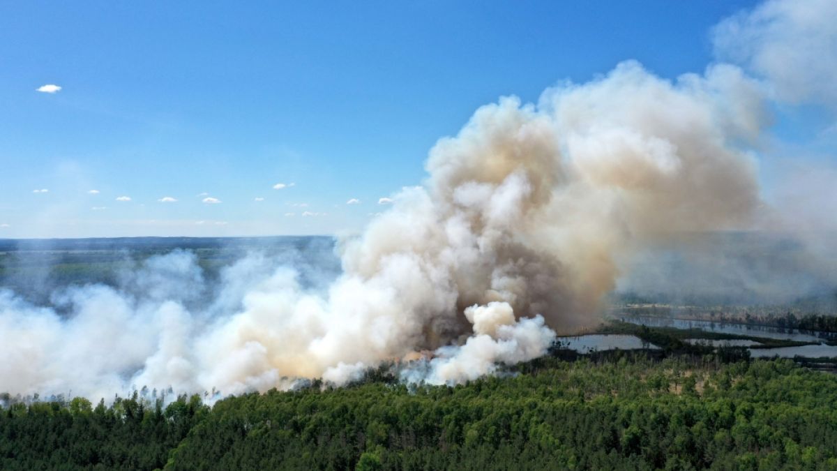 In Brandenburg wurde die Waldbrandstufe fünf ausgerufen. (Symbolfoto) (Foto)