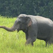 Elefant News Aktuelle Nachrichten Zu Elefant Aus 2021 News De