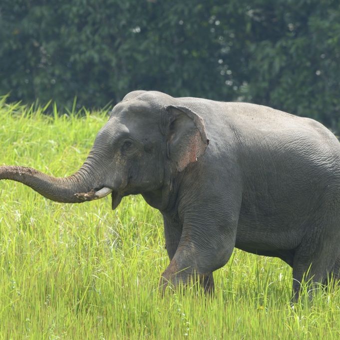 Schwangere Elefantenkuh mit explosiver Ananas gefüttert - tot! (Foto)