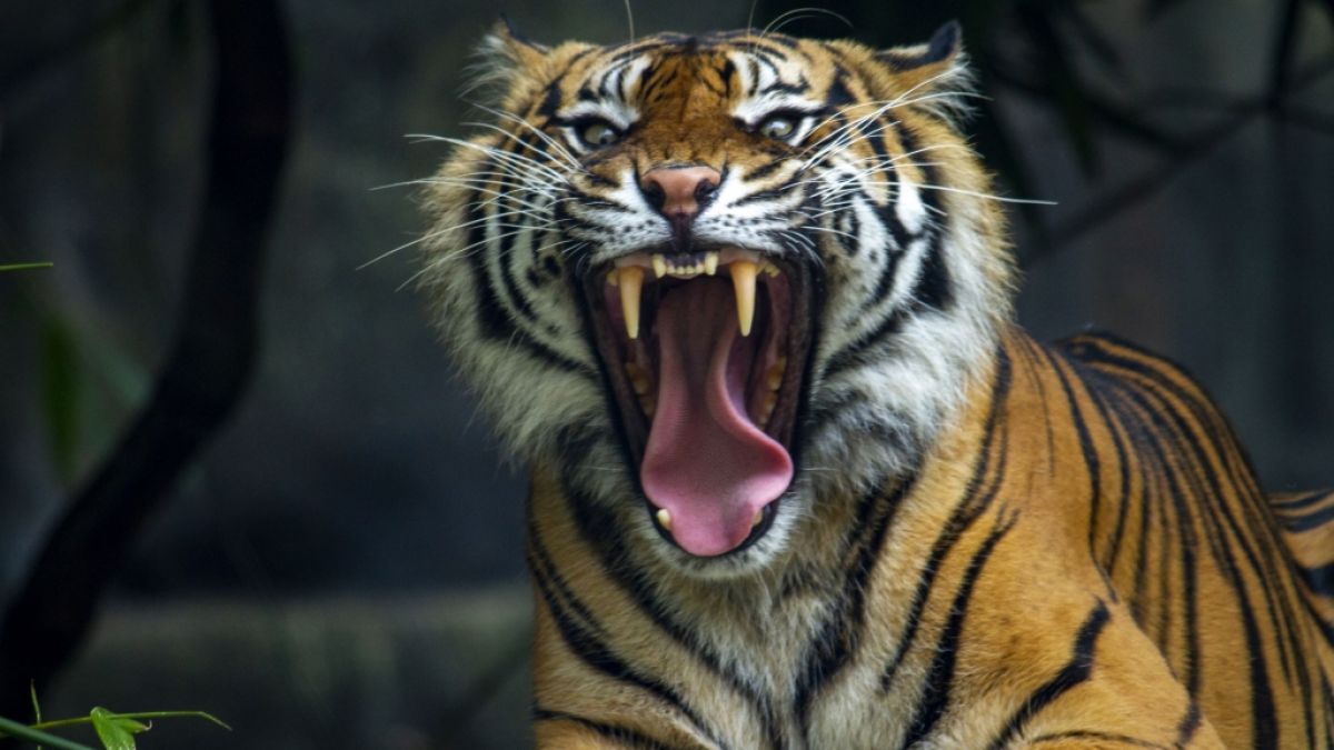 Ein wild lebender Tiger drang in Indien immer wieder in Wohngebiete ein und zerfetzte insgesamt drei Menschen bei lebendigem Leib. (Foto)