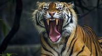 Ein wild lebender Tiger drang in Indien immer wieder in Wohngebiete ein und zerfetzte insgesamt drei Menschen bei lebendigem Leib.