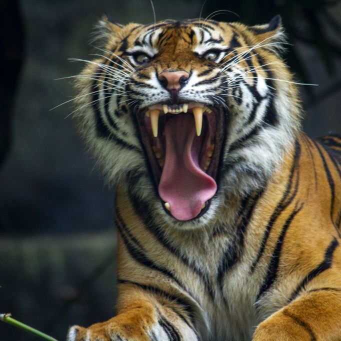 Blutrünstige Bestie! Tiger zerfetzte 3 Menschen (Foto)