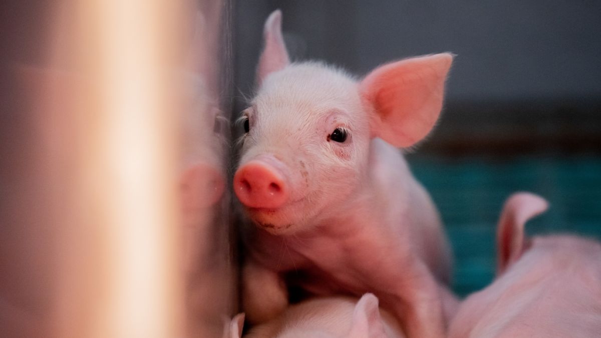 In China wurde ein bislang unbekannter Typus der Schweinegrippe entdeckt - der Influenza-Stamm könnte der Menschheit die nächste Pandemie nach dem Coronavirus bescheren. (Foto)