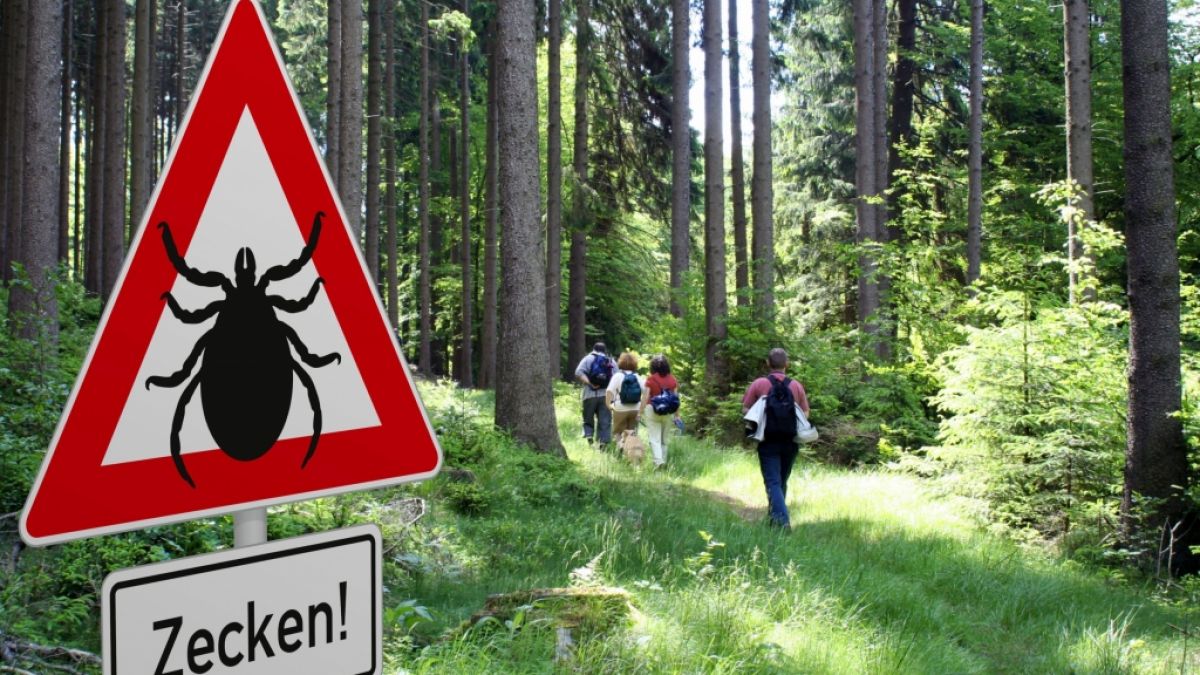 Zeckenexperten schlagen Alarm! Die gefährliche Tropenzecke Hyalomma breitet sich in Deutschland immer mehr aus. (Foto)