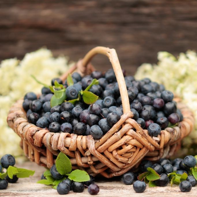 Achtung, Glassplitter! Hersteller ruft DIESE Heidelbeeren zurück Achtung, Glassplitter! Hersteller ruft DIESE Heidelbeeren zurück (Foto)