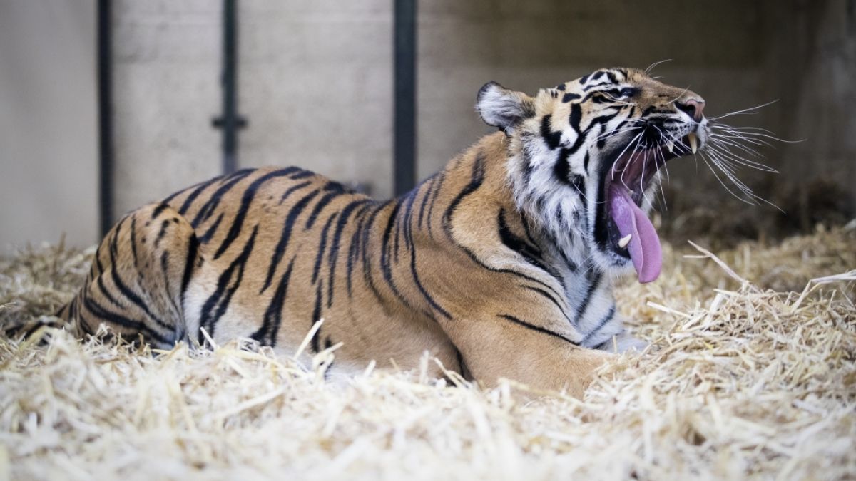 Im Zoo Zürich ist eine 55-jährige Tierpflegerin bei einer Tiger-Attacke tödlich verletzt worden (Symbolbild). (Foto)