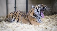 Im Zoo Zürich ist eine 55-jährige Tierpflegerin bei einer Tiger-Attacke tödlich verletzt worden (Symbolbild).