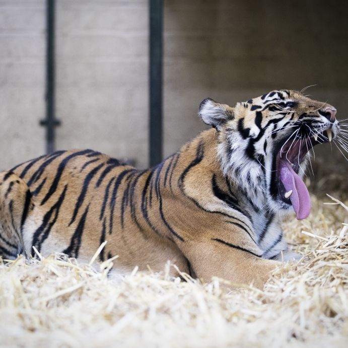Tiger zerfleischt Tierpflegerin - Frau (55) gestorben