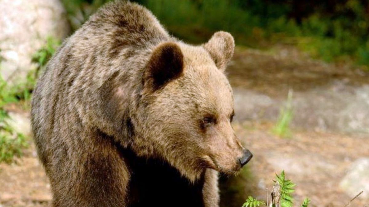 Ein Braunbär soll in Russland den Tod einer 39-jährigen Frau verursacht haben (Symbolfoto). (Foto)
