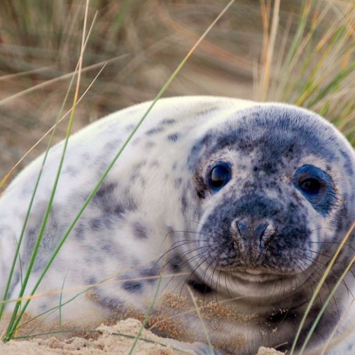 Wiederholung der Naturreihe im TV und online Wiederholung der Naturreihe im TV und online (Foto)