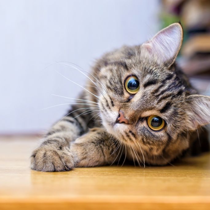 Horror-Fund! Katzen brutal gehäutet - sind auch Menschen in Gefahr?