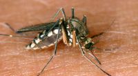Experten warnen vor einer tödlichen Mückenplage in Deutschland. (Symbolfoto)