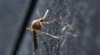 Mücken-Plage in Deutschland: Insekten breiten sich rasant aus.