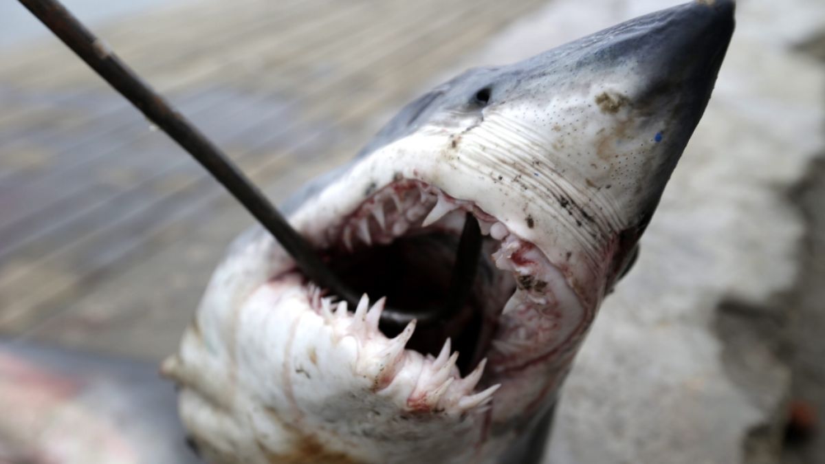 Vor der Nordostküste der USA ist eine Schwimmerin anscheinend von einem Hai getötet worden. (Foto)