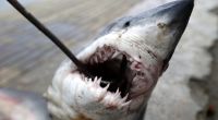 Vor der Nordostküste der USA ist eine Schwimmerin anscheinend von einem Hai getötet worden.