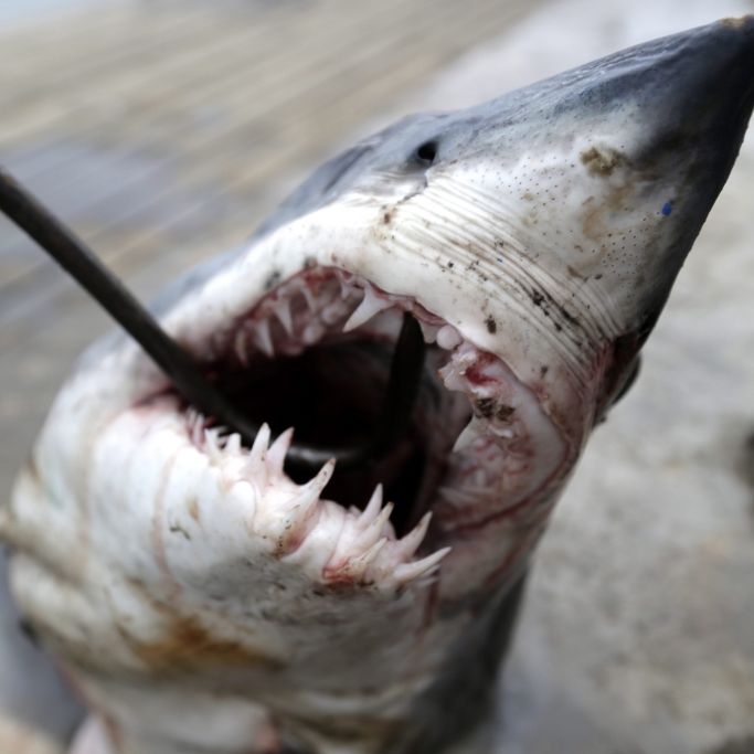 Weißer Hai zerfleischt Schwimmerin - TOT