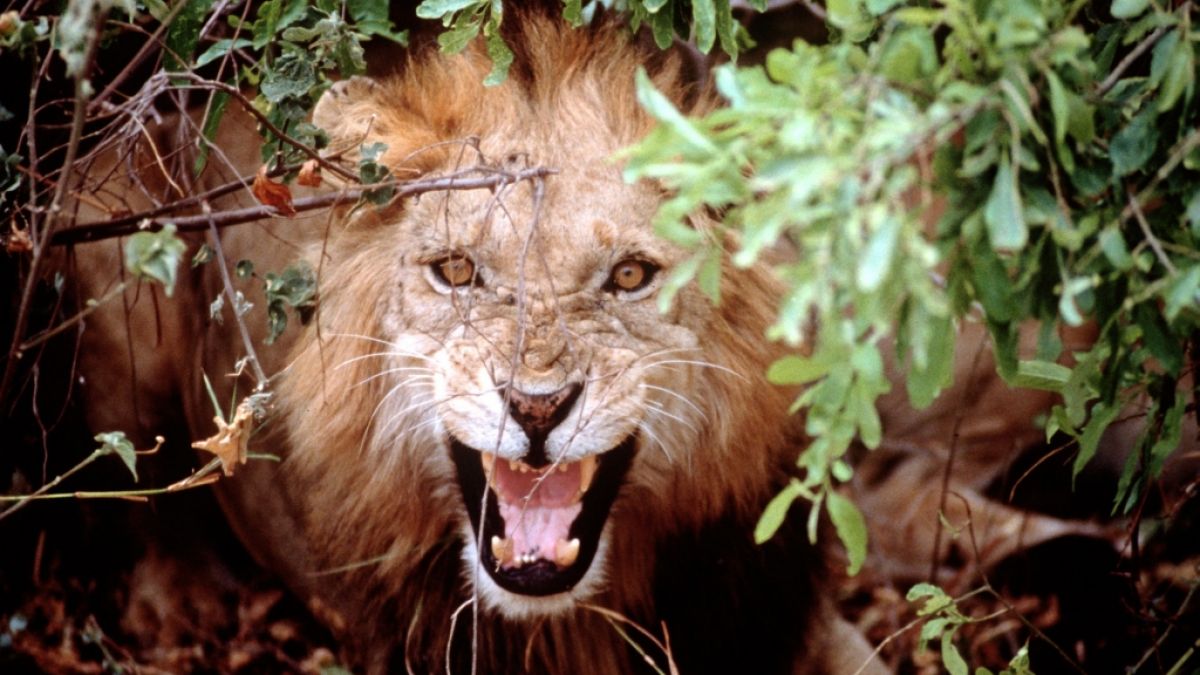 Eine Löwen-Attacke bezahlte ein Safari-Teilnehmer in Tansania um ein Haar mit dem Leben. (Foto)
