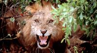 Eine Löwen-Attacke bezahlte ein Safari-Teilnehmer in Tansania um ein Haar mit dem Leben.