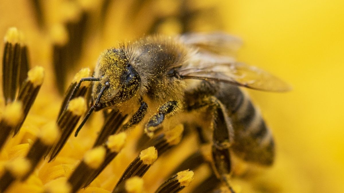 So unterscheiden Sie Bienen, Wespen, Hornissen und Co. (Symbolfoto) (Foto)