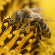 So unterscheiden Sie Bienen, Wespen, Hornissen und Co. (Symbolfoto) So unterscheiden Sie Bienen, Wespen, Hornissen und Co. (Symbolfoto)