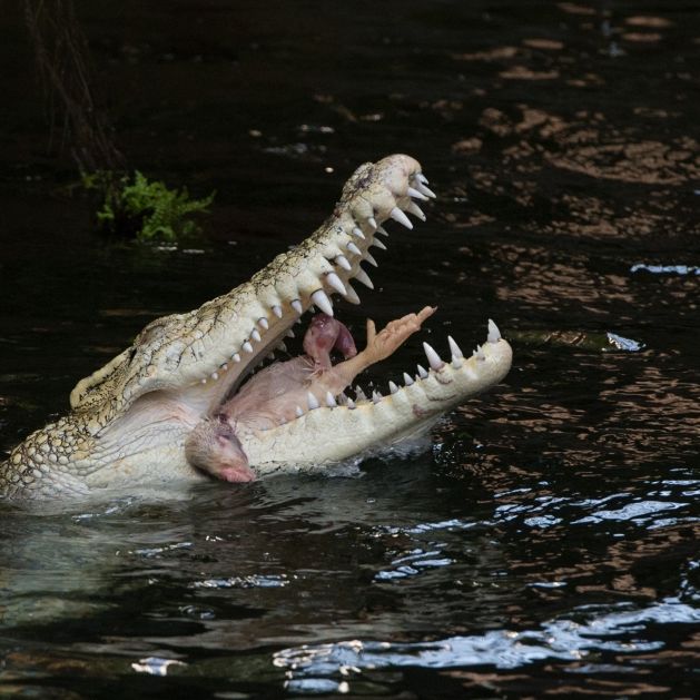 Serienkiller-Arzt verfüttert 50 Taxifahrer an Krokodile