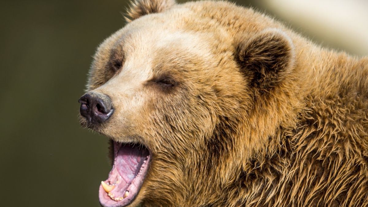 In einem Ferienresort in Sotschi wurde ein Junge von zwei Braunbären getötet. (Foto)