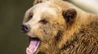 In einem Ferienresort in Sotschi wurde ein Junge von zwei Braunbären getötet.