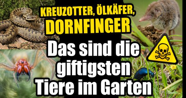 Olkafer Dornfinger Spitzmaus Das Sind Die Giftigsten Biester In Den Garten Deutschlands News De