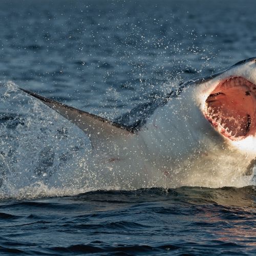 Surferin attackiert! Mann verprügelt Weißen Hai
