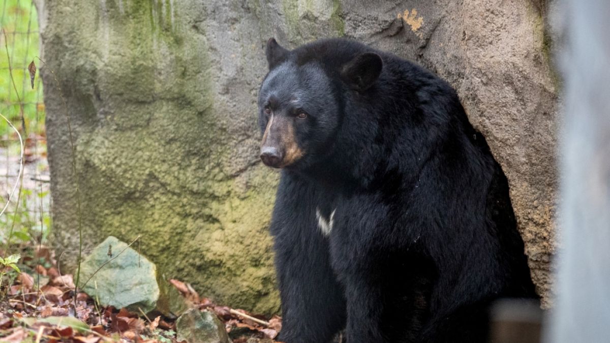 In Kanada hat ein Schwarzbär eine 44-jährige Mutter tödlich verletzt. (Foto)