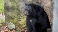 In Kanada hat ein Schwarzbär eine 44-jährige Mutter tödlich verletzt.