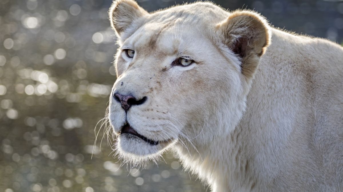 In Südafrika wurde ein Mann von zwei seiner Löwinnen zerfleischt. (Foto)