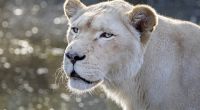 In Südafrika wurde ein Mann von zwei seiner Löwinnen zerfleischt.