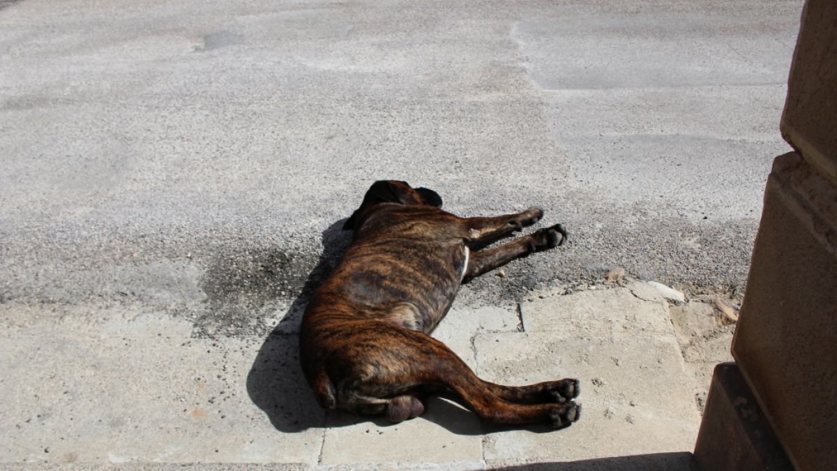 Der Hund starb an seinen schweren Verletzungen. (Foto)